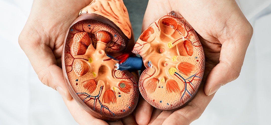 O que leva à insuficiência renal?